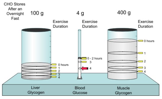 Kohlenhydrate beim Sport