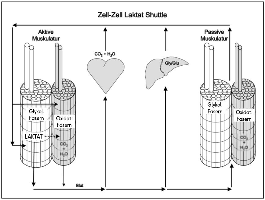 Laktatshuttle nach Wahl et al.