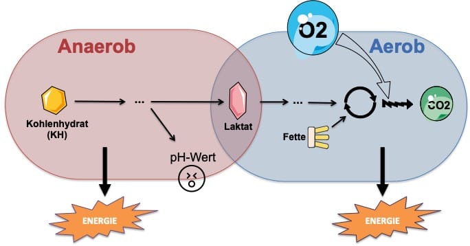 Leistung aerobes und anaerobes System